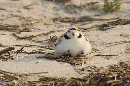 Piping Plover by Ben Carroll