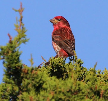 Male Purple Finch photo Mark Faherty