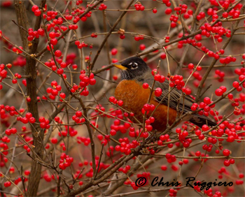 Winter Robin by Chris Ruggiero