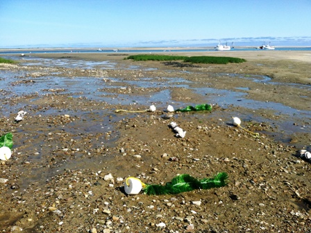 Mussel Research Site Tern Island Chatham