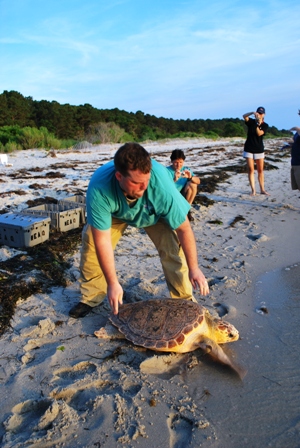 Sea Turtle Release by NEAQ photo Connie Merigo