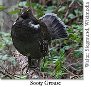 Sooty Grouse by Walter Siegmund