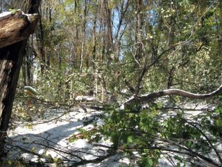 Damage from Halloween 2011 Storm