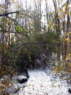 Frog Pond Trail Blocked by Fallen Limbs