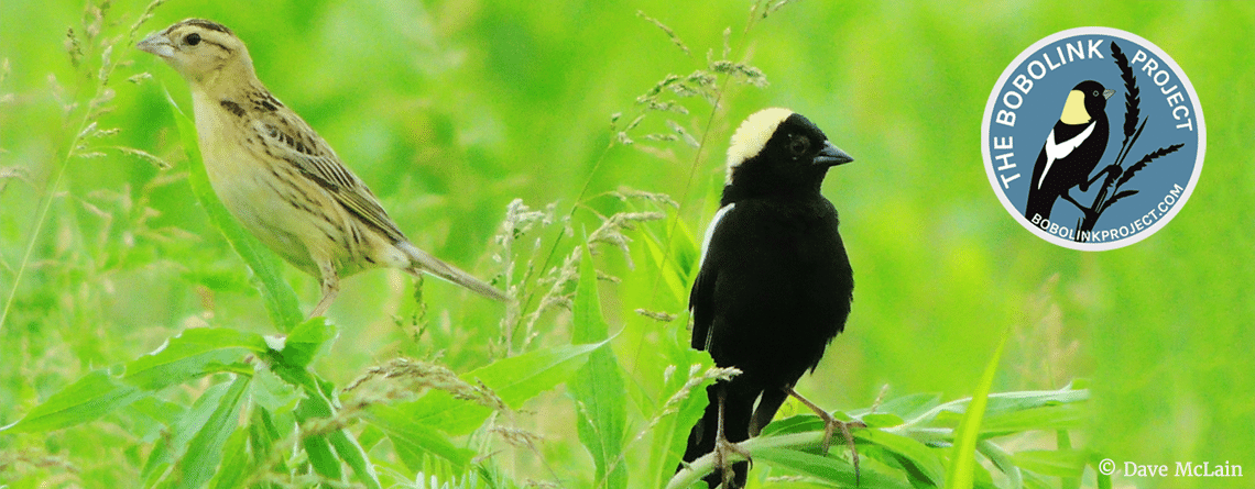 The Bobolink Project banner (image © Dave McLain)