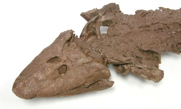 Tiktaalik roseae photo by Neil Shubin