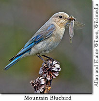 Mountain Bluebird by Allan &amp; Elaine Wilson