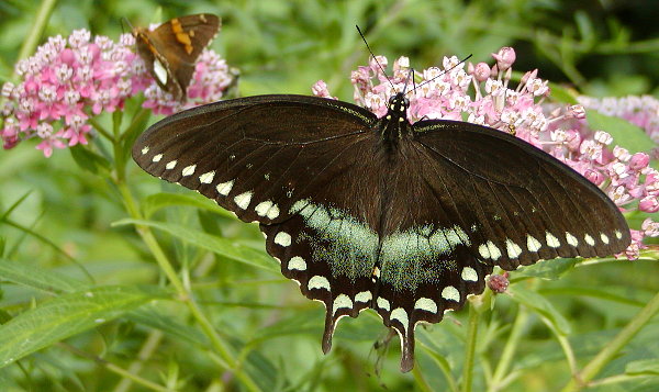 Butterfly copyright Richard Johnson