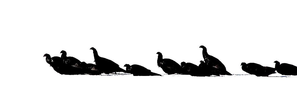 Flock of turkeys in black and white