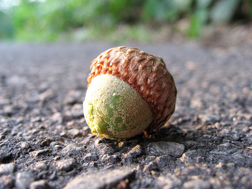 acorn