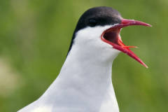 artic tern USFWS