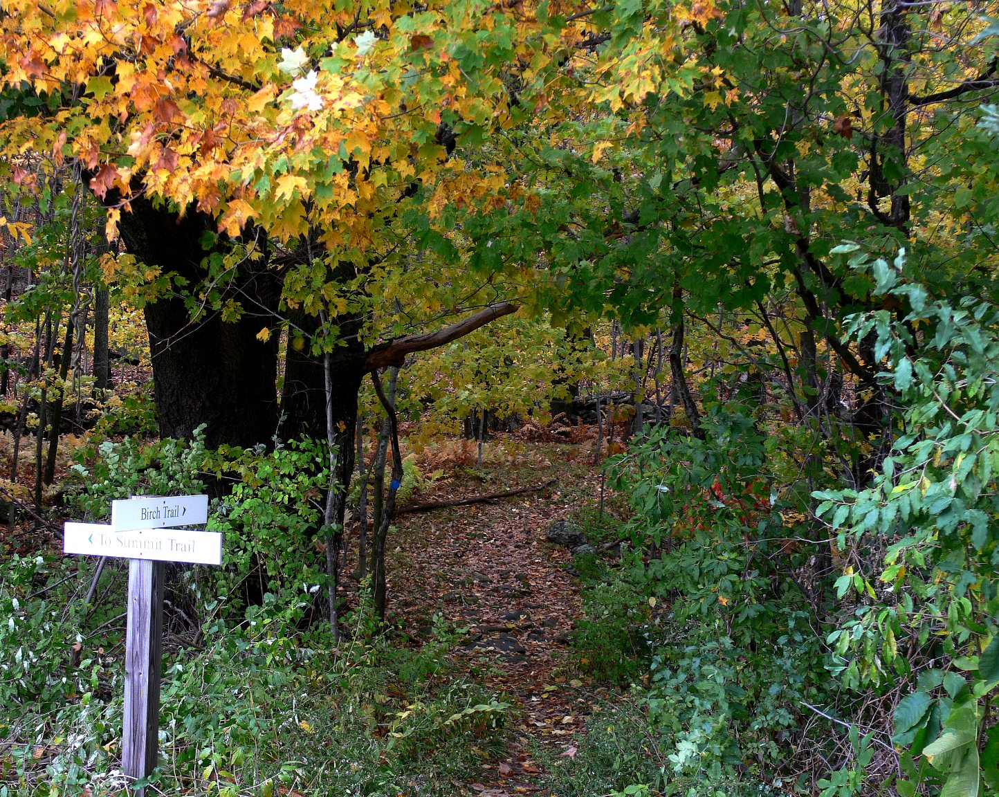 Wachusett Meadow Autumn Trails