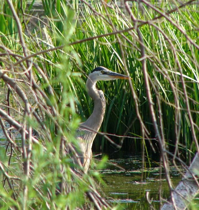 Great Blue Heron - Rich Johnson Photo