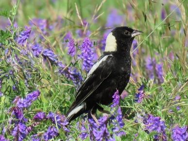 Bobolink by Allan Strong