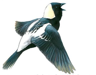 Bobolink by David Sibley