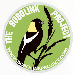 bobolink sticker.jpg