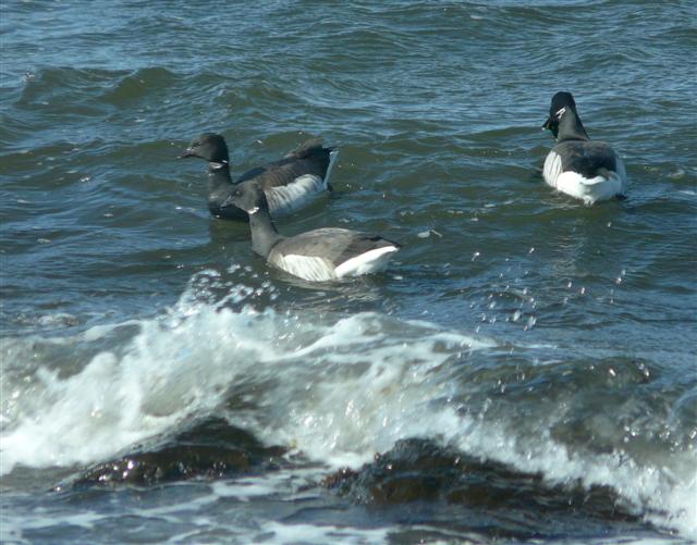 Brants on choppy water