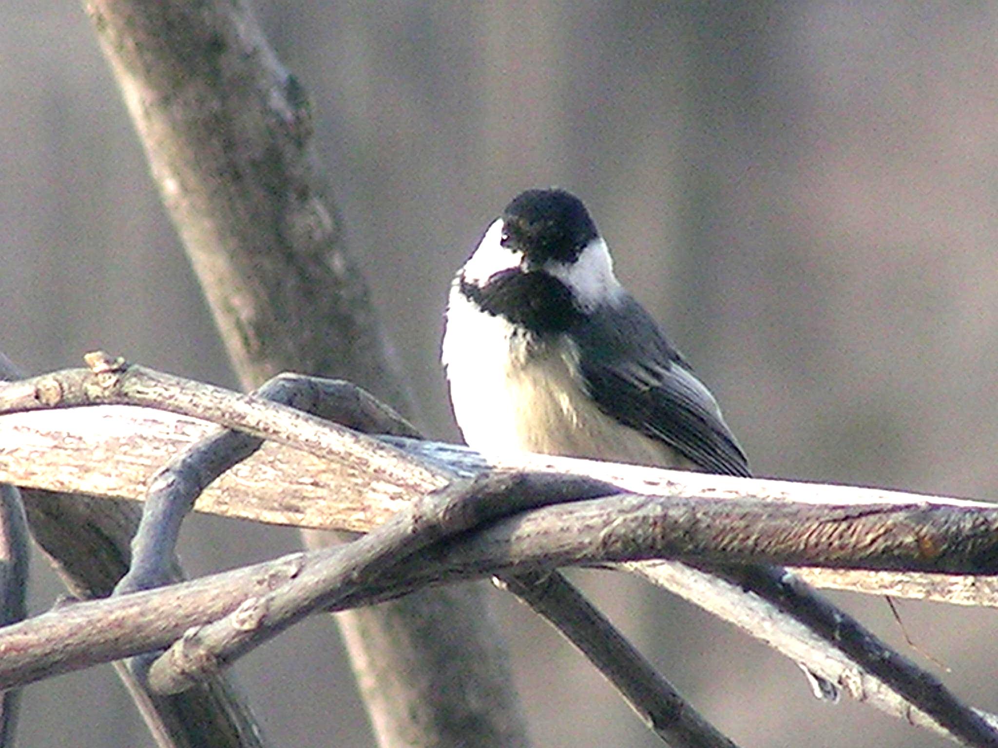 Chickadee in winter - Donna Nothe Choiniere