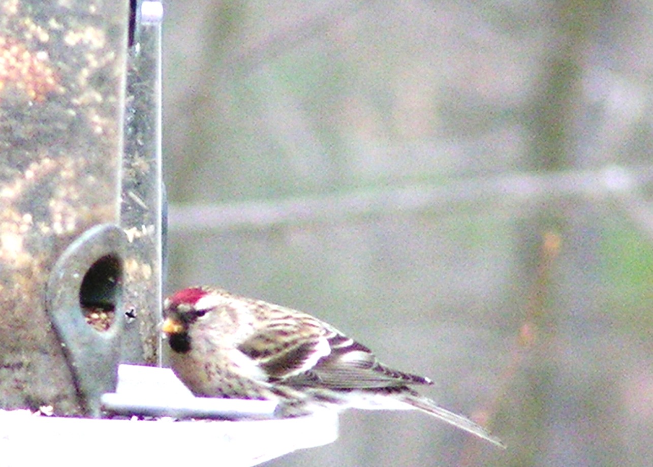 Common redpoll by Donna Nothe-Choiniere