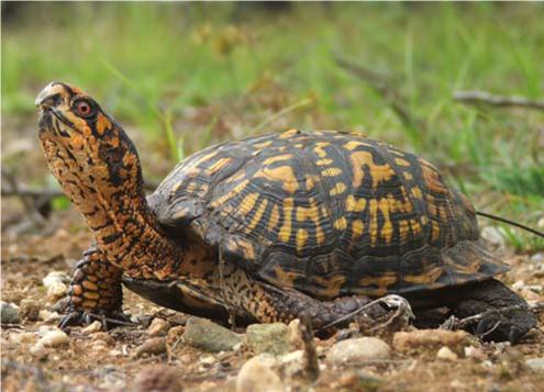 eastern box turtle NESHP