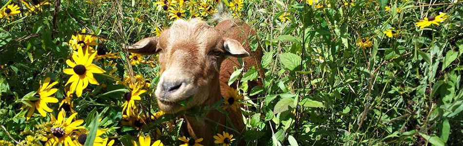 Goat at Habitat Education Center
