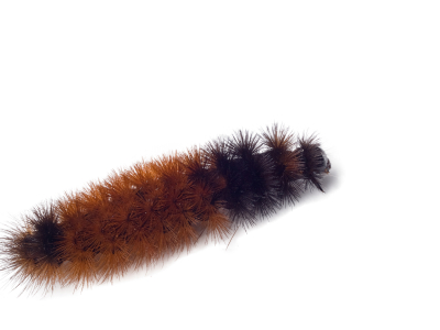 Woolly Bear