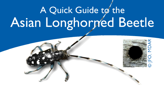 Quick Guide to Asian longhorned Beetles