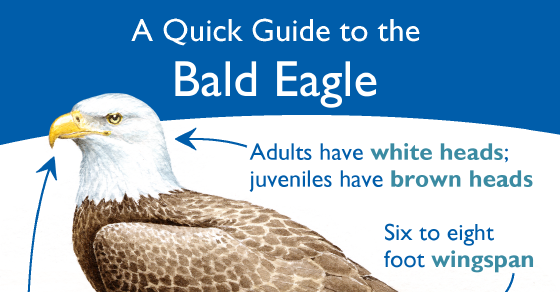 infographic_eagle_560x292.png
