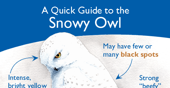 infographic_snowyowl_560x292.png