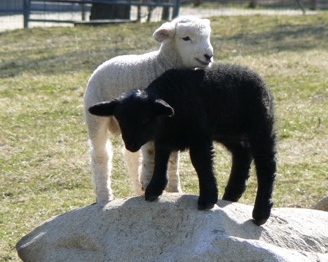 Lambs