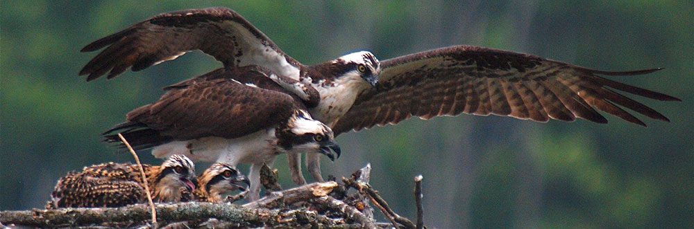 Osprey adults and chicks on nest  Peter Gray