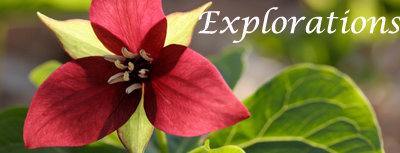 Red Trillium