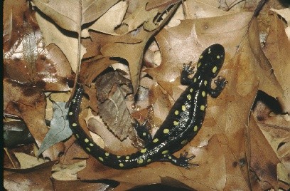 Spotted Salamander on leaves