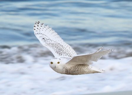 Snowy Owl by Dave Larson