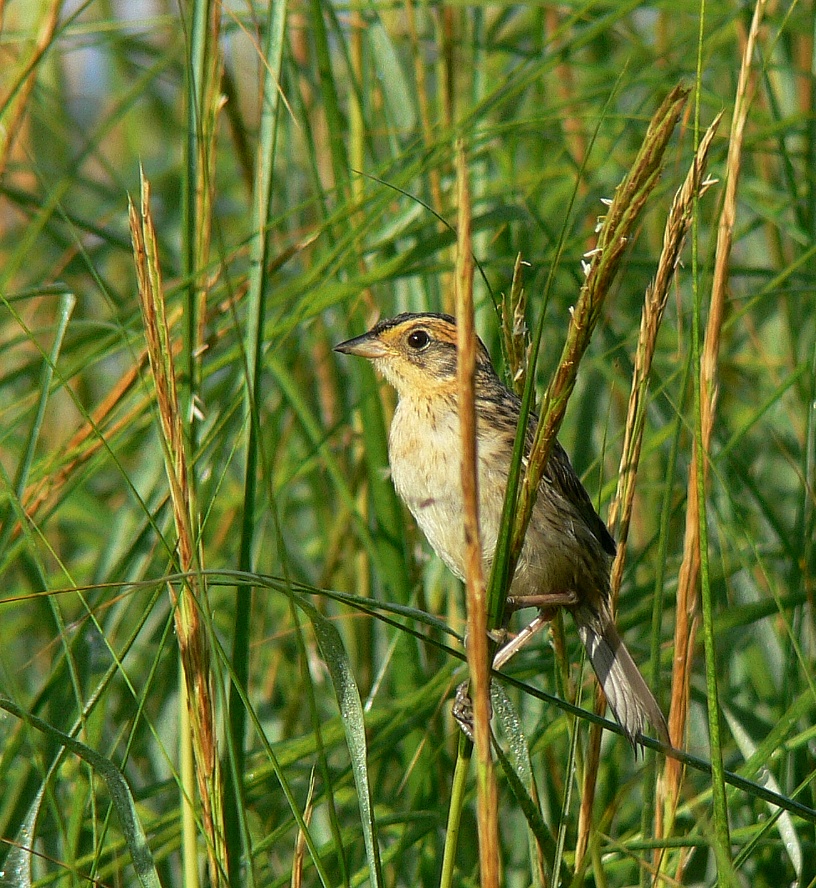 Sparrow - Rich Johnson Photo