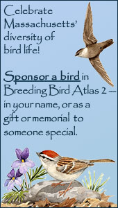 Sponsor a BBA2 bird