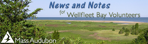 News amp; Notes for Wellfleet Bay Volunteers