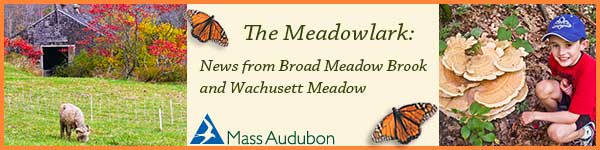 The Meadowlark: News from Mass audubon's Broad Meadow Brook and Wachusett Meadow Wildlife Sanctuaries