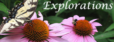 Eastern Swallowtail butterfly on coneflower