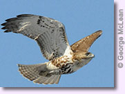 Red-tailed Hawk in Flight, photo copyright George McLean