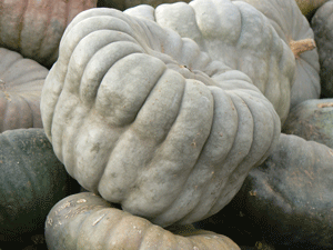 Queensland Blue Squash