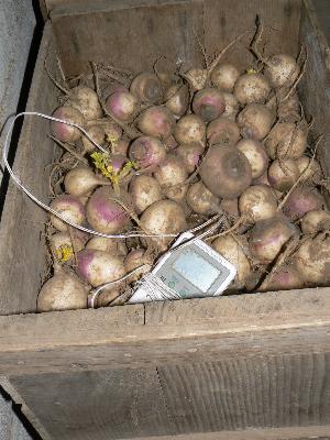 Storage Vegetables in the Root Cellar