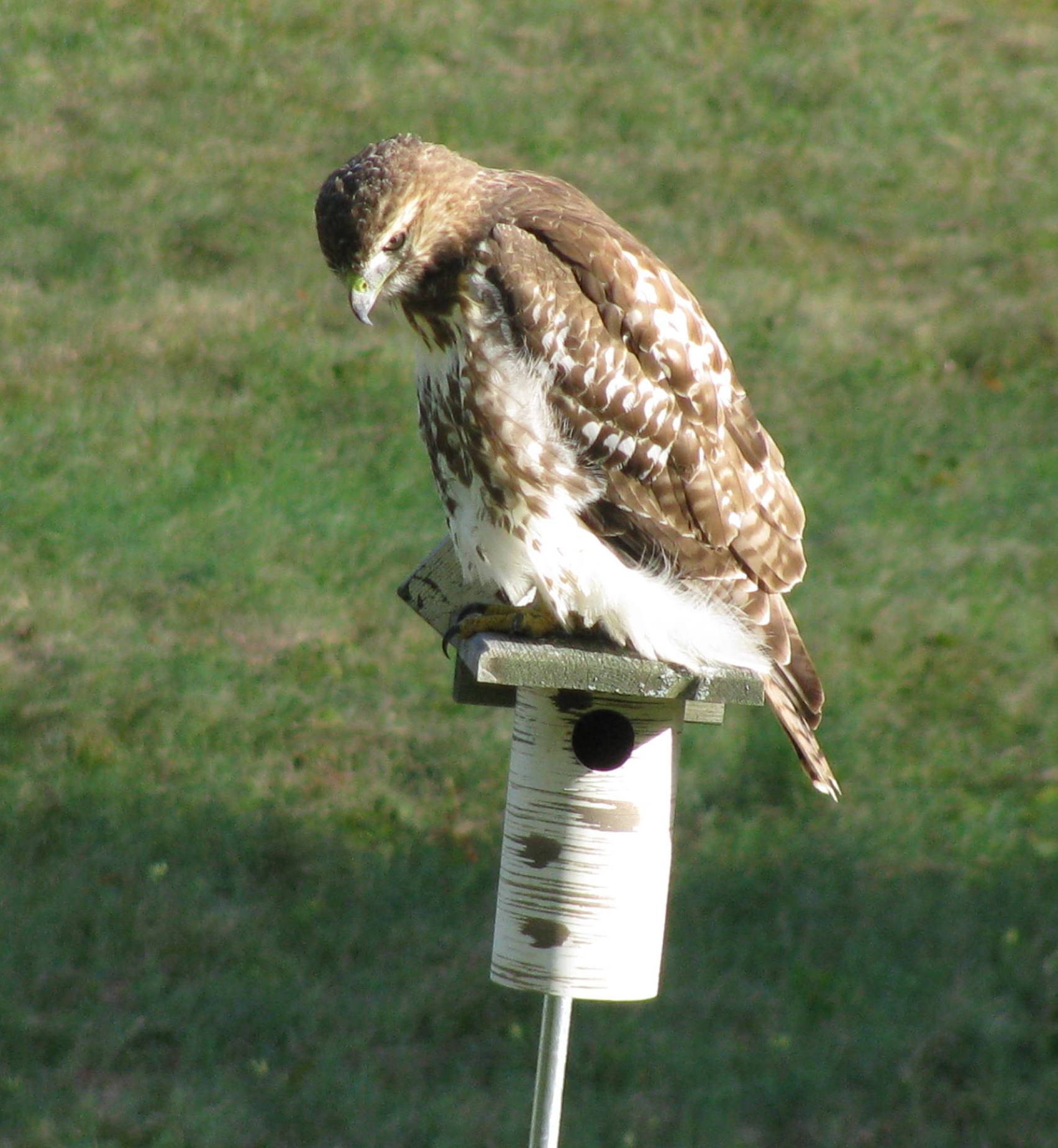 Red-tailed Hawk