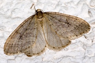 Winter moth copyright Olaf Leillinger