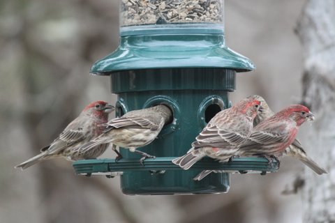 Birds at Feeder