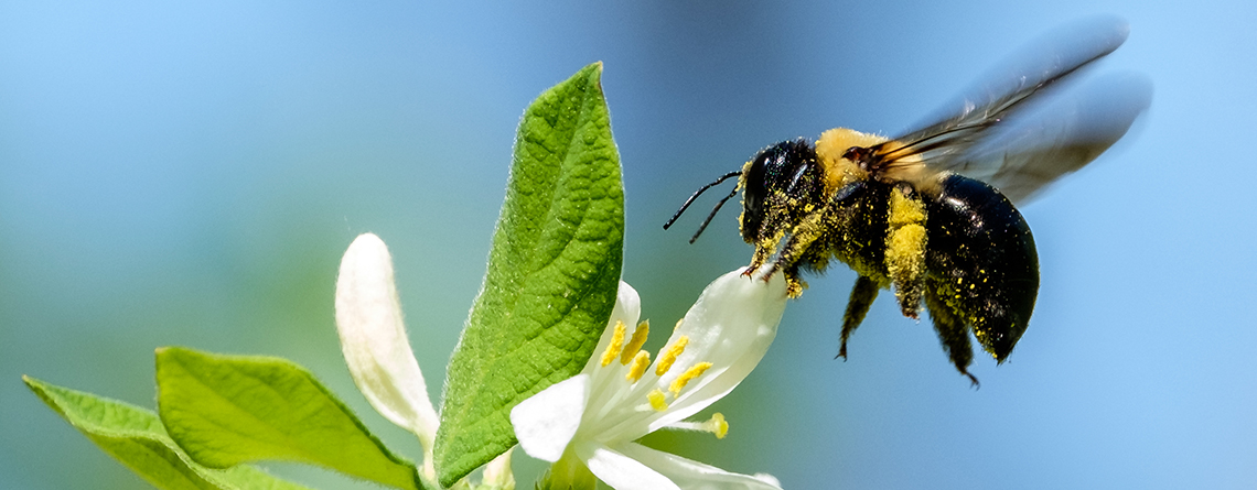 Boston Area Beekeepers Association Open Hives
