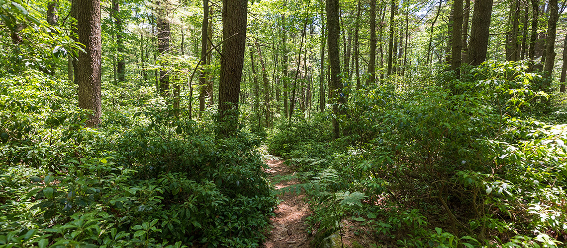 Forest scene