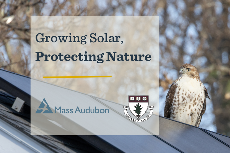 Growing Solar - Protecting Nature in front of perched falcon