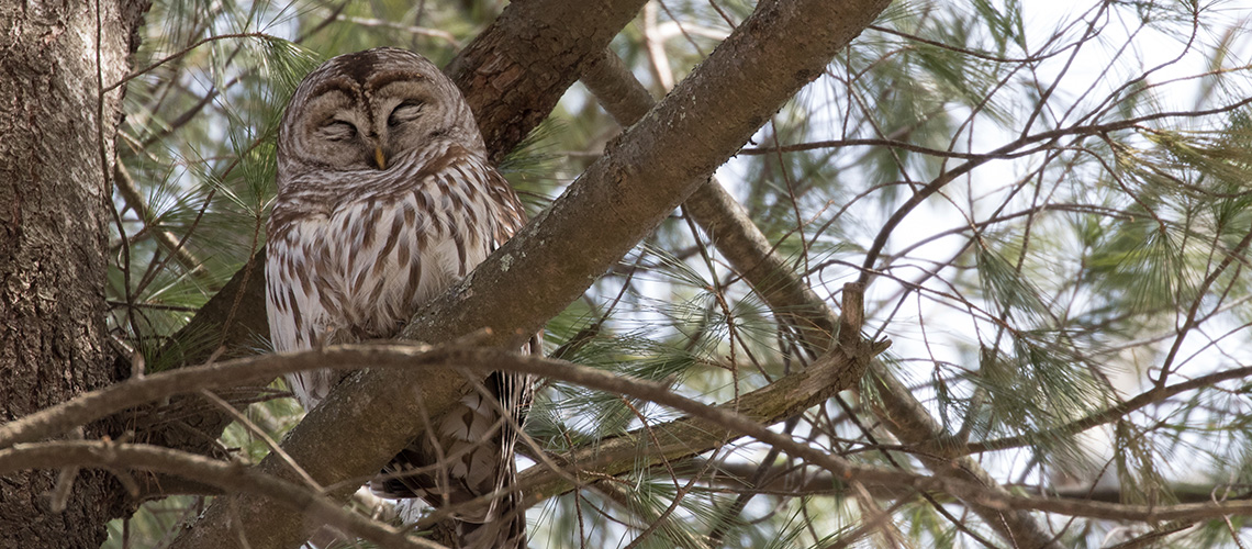 barred owl