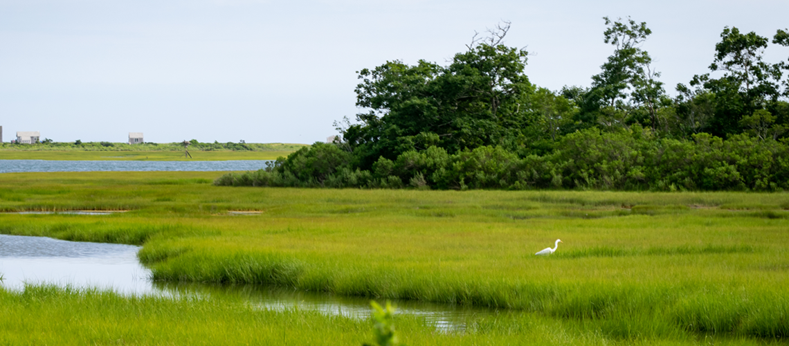 Wetlands at Allens Pond Wildlife Sanctuary